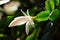 Blooming christmas cactus with white blossoms