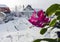 Blooming Christmas cactus on the windowsill