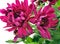 Blooming chrysanthemum