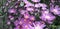 Blooming chrysanthemum flower purplish pink color, chrysanthemum flower background