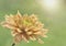 Blooming Chrysanthemum flower with water droplets