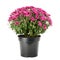 Blooming chrysanthemum in flowerpot