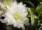 Blooming Chrysanthemum flowers on Black Background