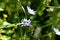 Blooming cichorium and bee inside its flower