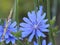 Blooming Cichorium intybus. Common Chicory. Local name in Turkey Hindibag, Yabani hindiba.