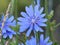 Blooming Cichorium intybus. Common Chicory. Local name in Turkey Hindibag, Yabani hindiba.