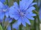 Blooming Cichorium intybus. Common Chicory. Local name in Turkey Hindibag, Yabani hindiba.