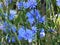 Blooming Cichorium intybus, herbs,vegetation, leafy vegetable. Close up. Common Chicory.