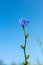 Blooming cichorium plant with blue sky background