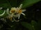 Blooming Citrus Limon flowers