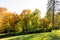 A blooming clearing in the middle of a forest full of colors. The hills are full of tall green grass, flowering shrubs and a low