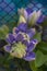 Blooming clematis `Blue Light` flower