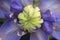 Blooming clematis cultivar `Blue Light`