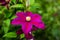 Blooming clematis in the garden. Shallow depth of field