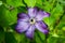 Blooming clematis in the garden. Shallow depth of field