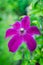 Blooming clematis `Niobe` in the garden. Shallow depth of field