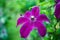 Blooming clematis `Niobe` in the garden. Shallow depth of field