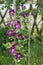 Blooming Clematis `Warsaw`s Nike` winds along a bamboo support in the summer garden.