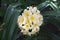 Blooming clivia in the botanical garden