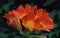 Blooming Clivia miniata flowers. Bright orange trumpets are spectacular.