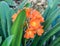 Blooming clivia plant in springtime