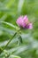 Blooming clover close up