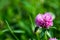 Blooming clover flower  trifolium on green meadow