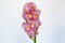Blooming cluster of pink color cymbidium orchids