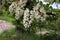 Blooming clusters of acacia. Honey spring plant. Collect nectar. Branches of black locust, Robinia pseudoacacia, false