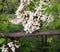 Blooming clusters of acacia. Honey spring plant. Collect nectar. Branches of black locust, Robinia pseudoacacia, false