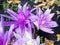 Blooming colchicum in the autumn garden