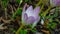 Blooming colchicum autumnale or autumn crocus close-up at flowerbed, selective focus, shallow DOF