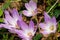 Blooming colchicum autumnale, autumn crocus, in fallen leaves, selective focus