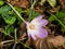 Blooming colchicum autumnale, autumn crocus, in fallen leaves, selective focus