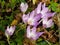 Blooming colchicum autumnale, autumn crocus, in fallen leaves, selective focus