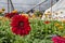 Blooming colorful Gerbera Flower in a modern greenhouse nursery
