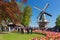 Blooming colorful tulips flowerbed in public flower garden Keukenhof with windmill. Popular tourist site. Lisse, Holland, Netherla