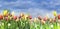 Blooming colorful tulips on sky background