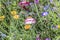 Blooming colorful wildflower meadow