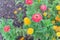 Blooming colorful zinnia at vigorous flower bed in community allotment near Dallas, Texas, USA