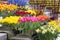 Blooming colourful flowers in pots. Tulips and narcissus in bloom