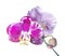 Blooming colourful orchid isolated, background