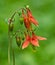 Blooming Columbine