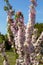 Blooming columnar apple tree in the garden on a spring sunny day