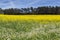 Blooming colza field, blue cloudy sky above