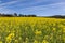 Blooming colza field, blue cloudy sky above