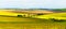 Blooming colza flowers. Panoramic view of rural scene