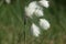 Blooming common cottongrass Eriophorum angustifolium closeup selective focus