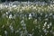 Blooming common cottongrass Eriophorum angustifolium in wet meadow