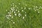 Blooming Common Daisies in grass